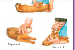 Cómo realizar un masaje cardíaco a un gato: Salva una vida felina