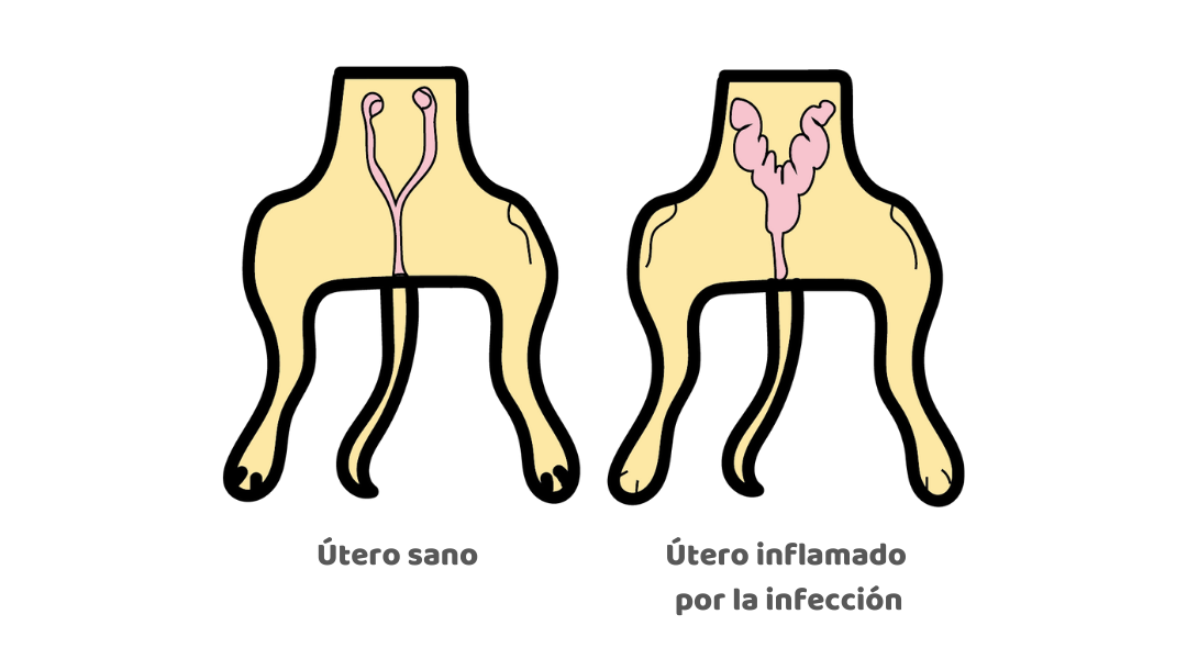 infeccion del utero en la gata sintomas y alertas