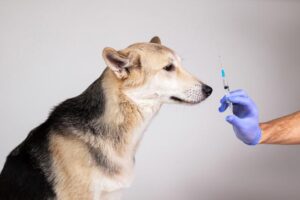 La Diabetes y las Urgencias Diabéticas en los Perros