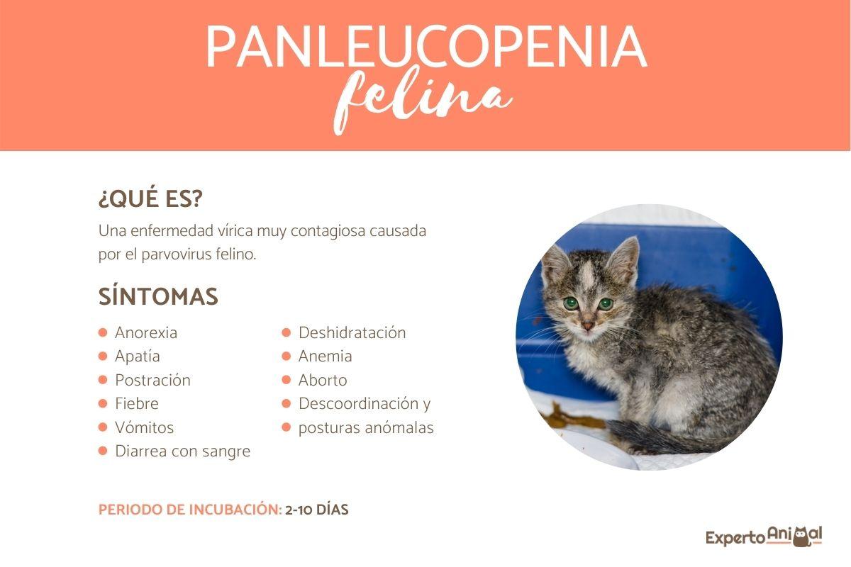 origen y causas de la panleucopenia en el gato