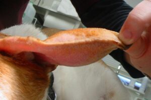 Síntomas de Otohematoma en el Perro