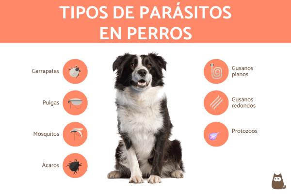 sintomas giardiosis coccidiosis y otras parasitosis intestinales en el perro
