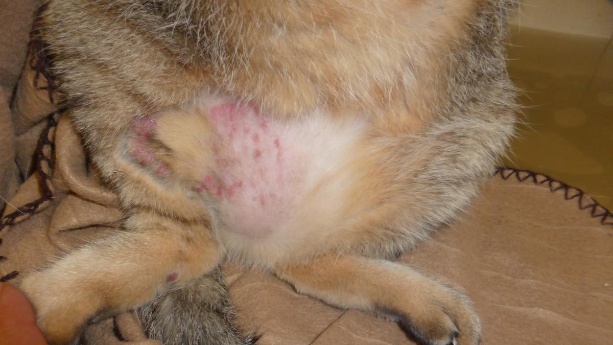 sintomas y reacciones alergicas agudas en el gato