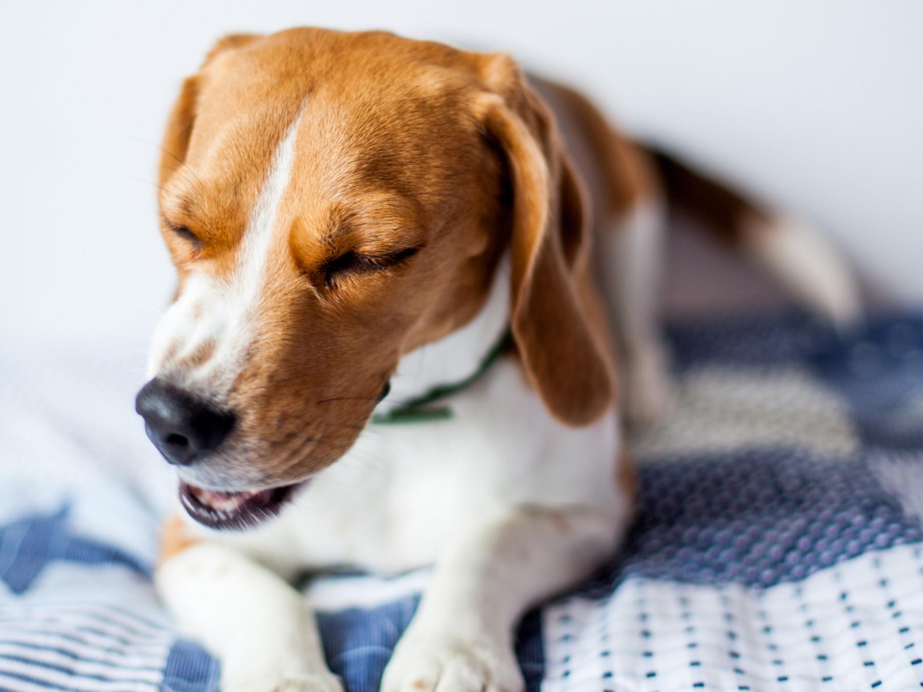 taquicardia en perros sintomas causas y que debemos hacer
