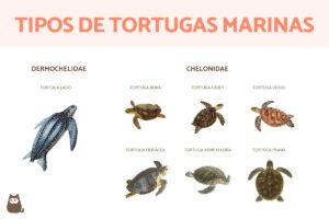 Tortugas de Agua: Criaturas Fascinantes de los Ecosistemas Acuáticos