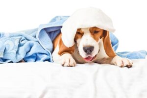 Tos en Perros: Causas, Síntomas y Tratamientos