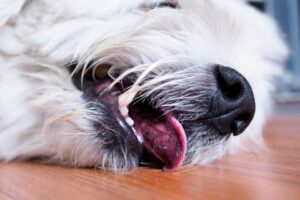 Tratamiento y prevenciÃ³n del semiahogamiento en perros