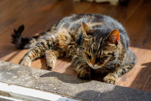 cuanto vive un gato con artrosis